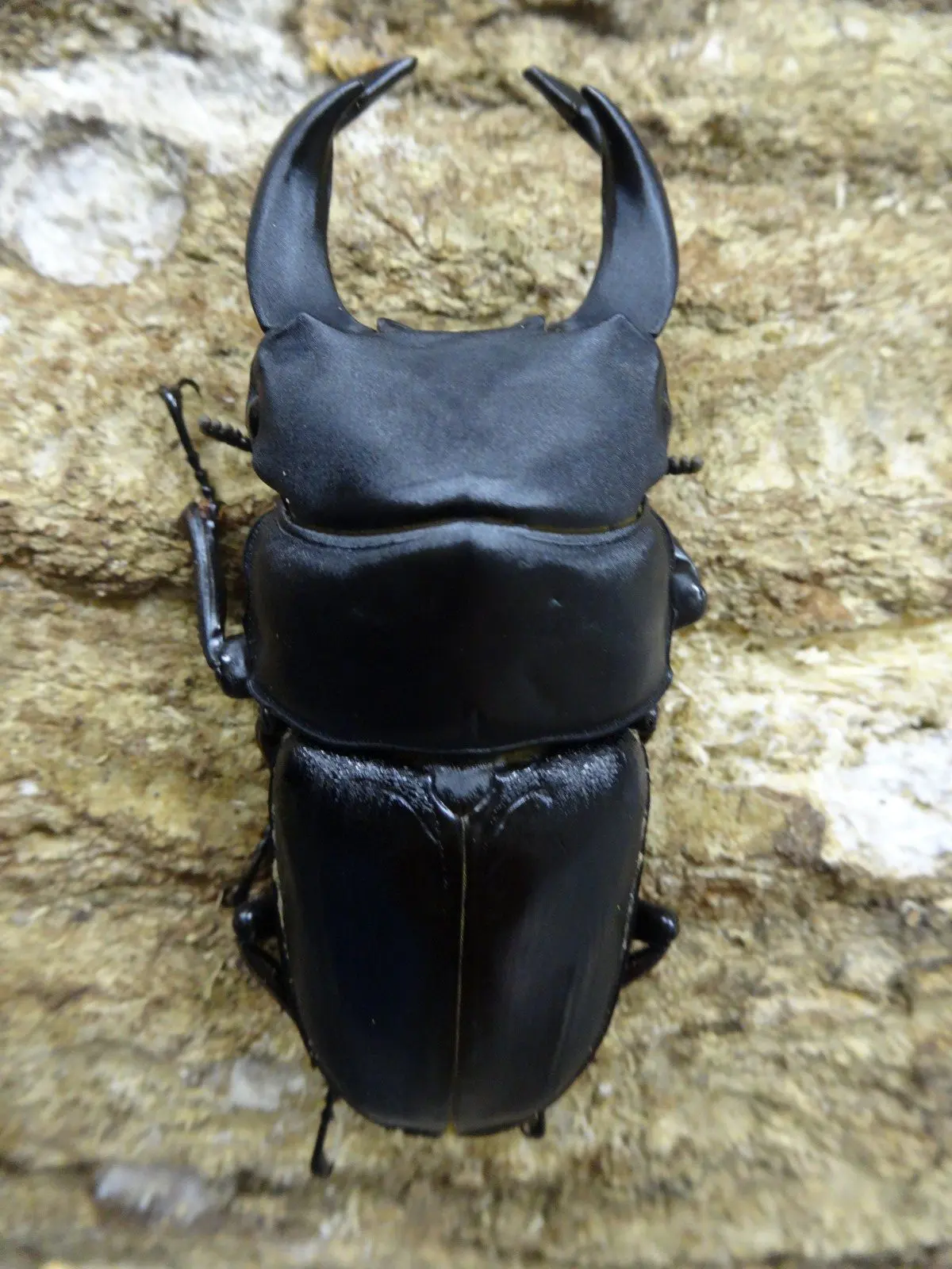 国産オオクワガタ♂️８２㎜　+♀１ 国産オオクワガタ♂80mmペア 今年羽化 新成虫 : オオクワ京都昆虫館