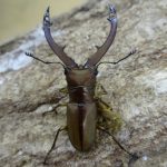 タランドゥスホソアカ WD 42ミリ♂単品 - クワガタ横丁