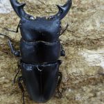 19030202-e1551509795599-