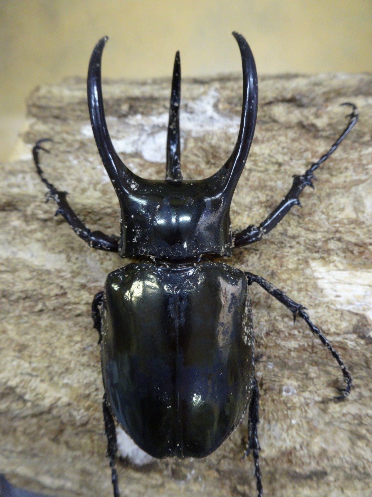 アトラスオオカブト スマトラ ８３ ５ミリペア クワガタ横丁