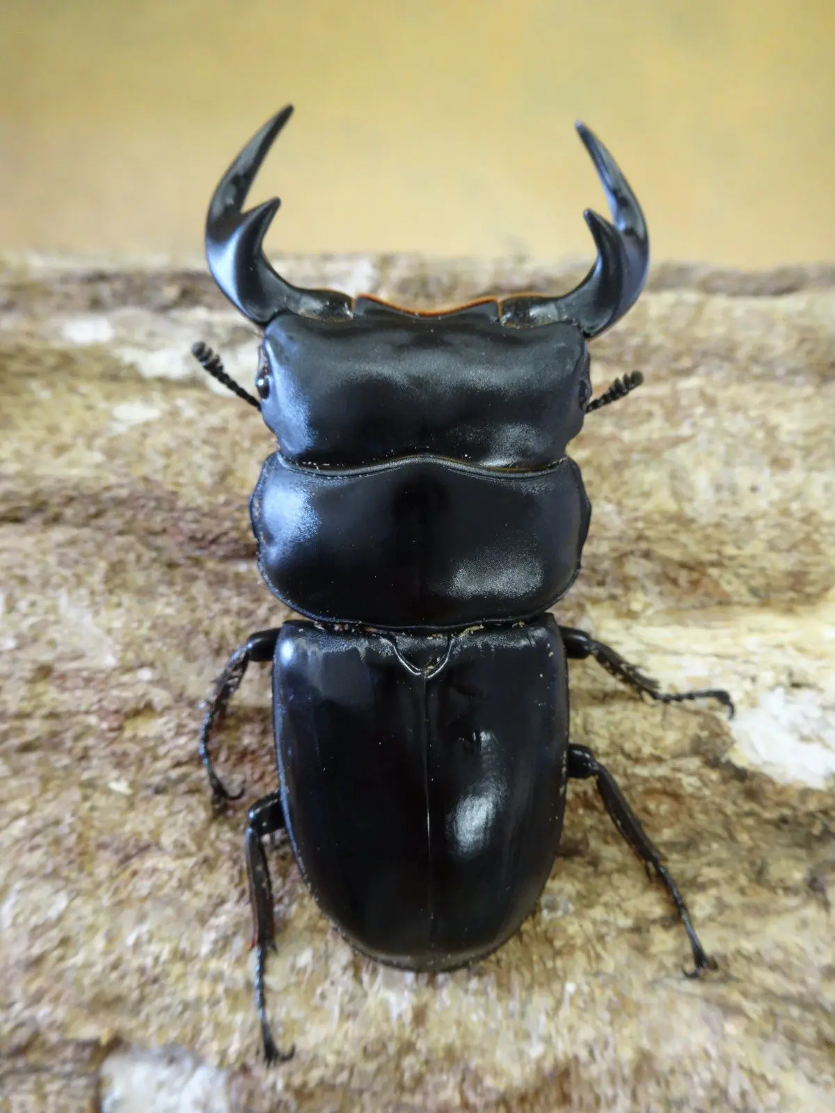 ラオスアンタエウス 73ミリペアA' - クワガタ横丁