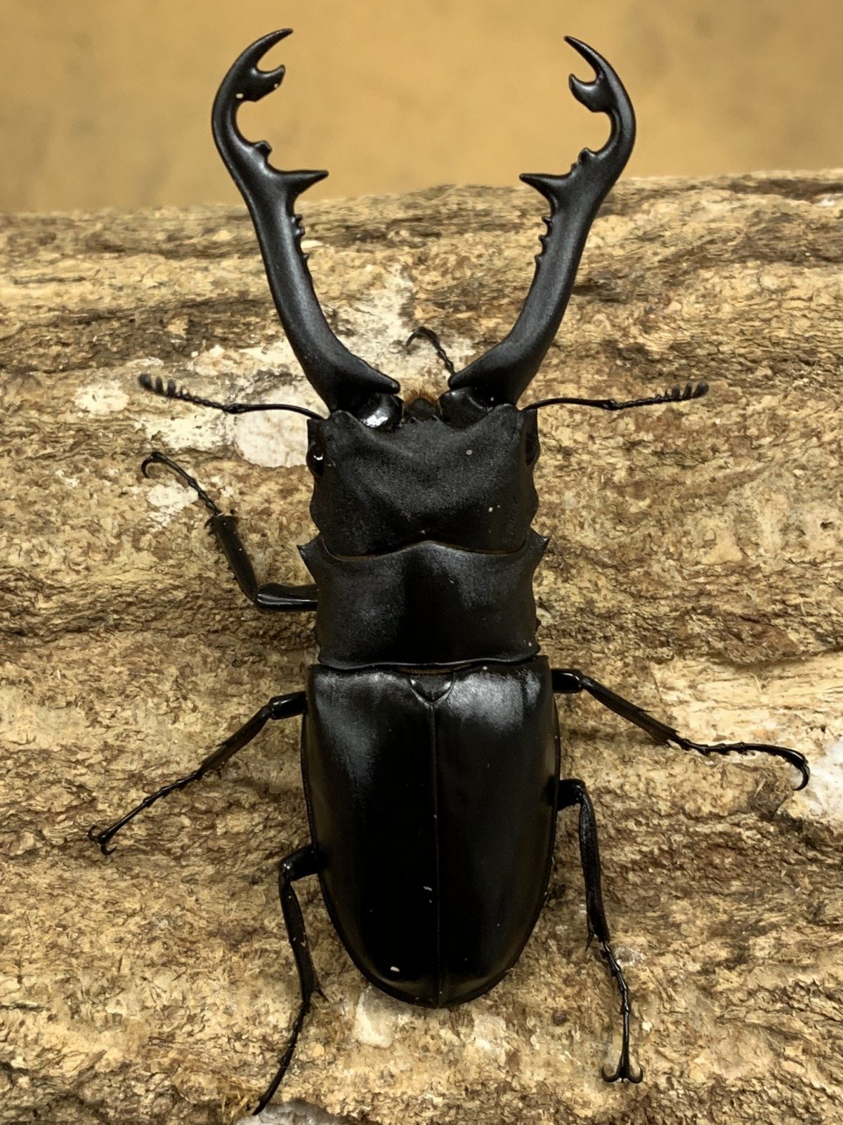 ギラファノコギリクワガタ ボロブドゥール 野外品 ギラファ