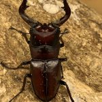 19061206-e1560344885702-