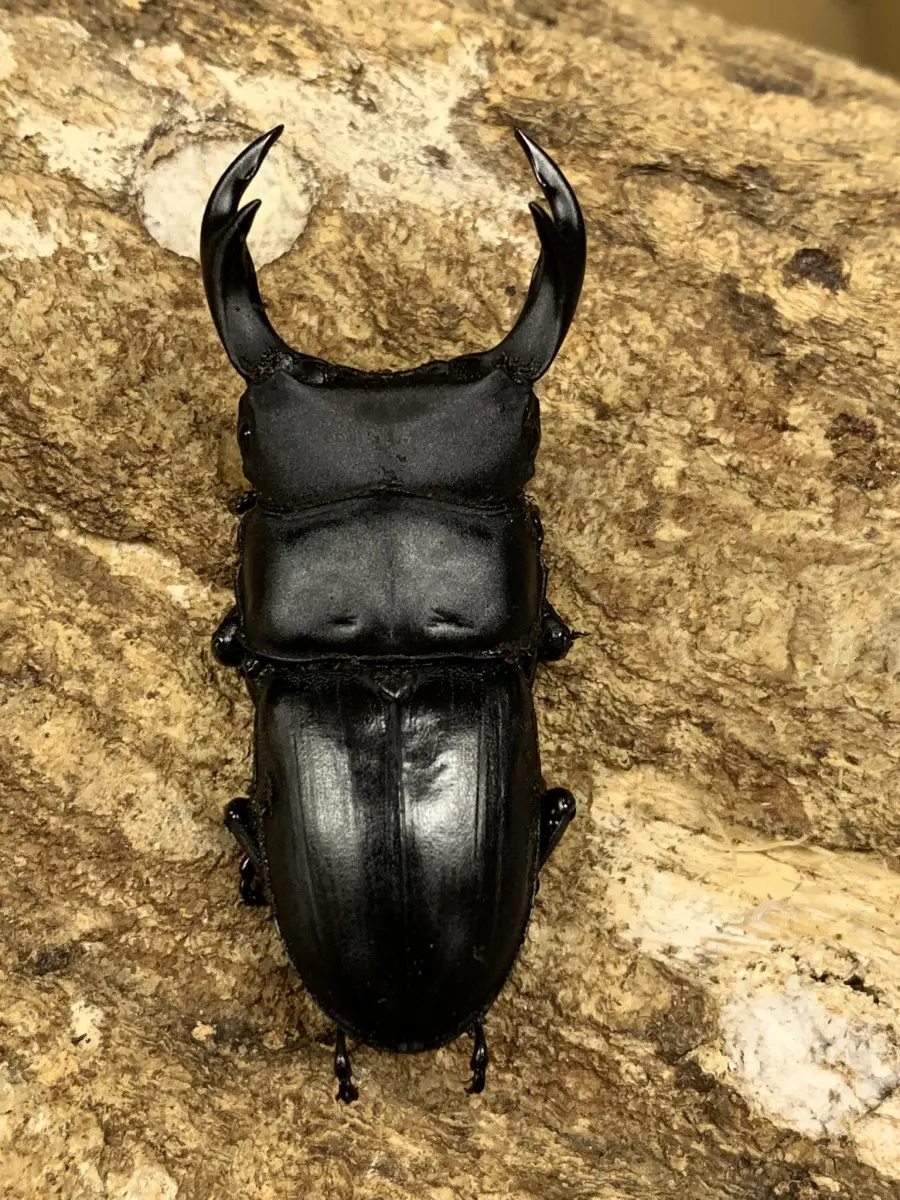 国産オオクワガタ 津山 58ミリペア - クワガタ横丁