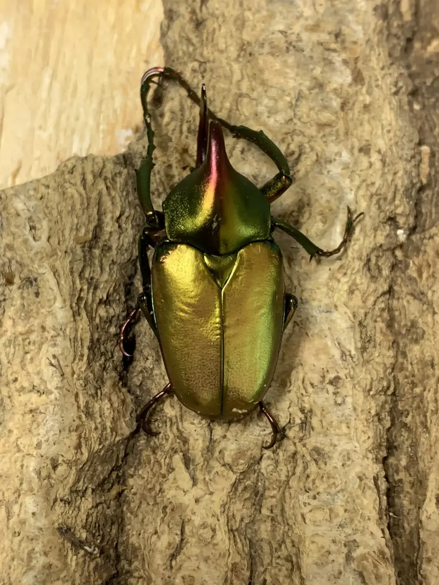 極美麗‼️ロドリゲスカブトハナムグリ　蝶標本その他　甲虫　昆虫 ご注意！警告！ロドリゲスカブトハナムグリ 3 - NISC-PHILIPPINES