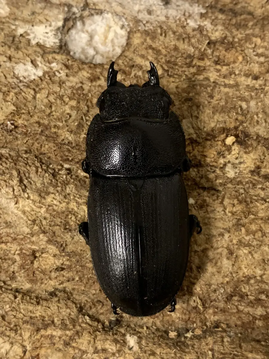 トラキクスヒラタ WD 44ミリ♀単品 - クワガタ横丁