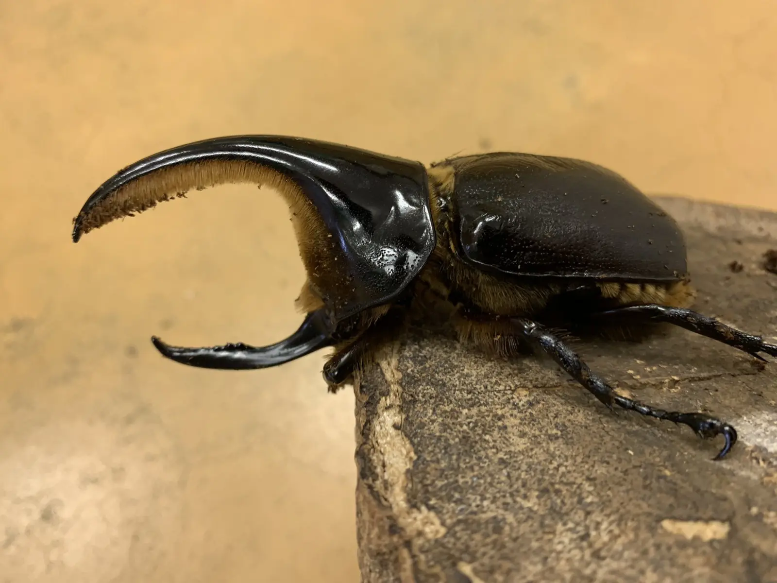 サタンオオカブト ♂95単品 成虫