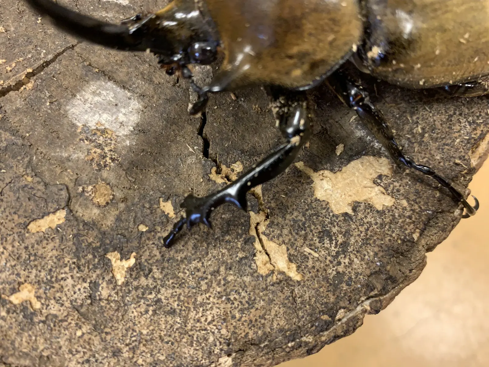 新種　極美　カタゾウムシ 博ふぇす商品：カタゾウムシ(1) - うみねこ博物堂