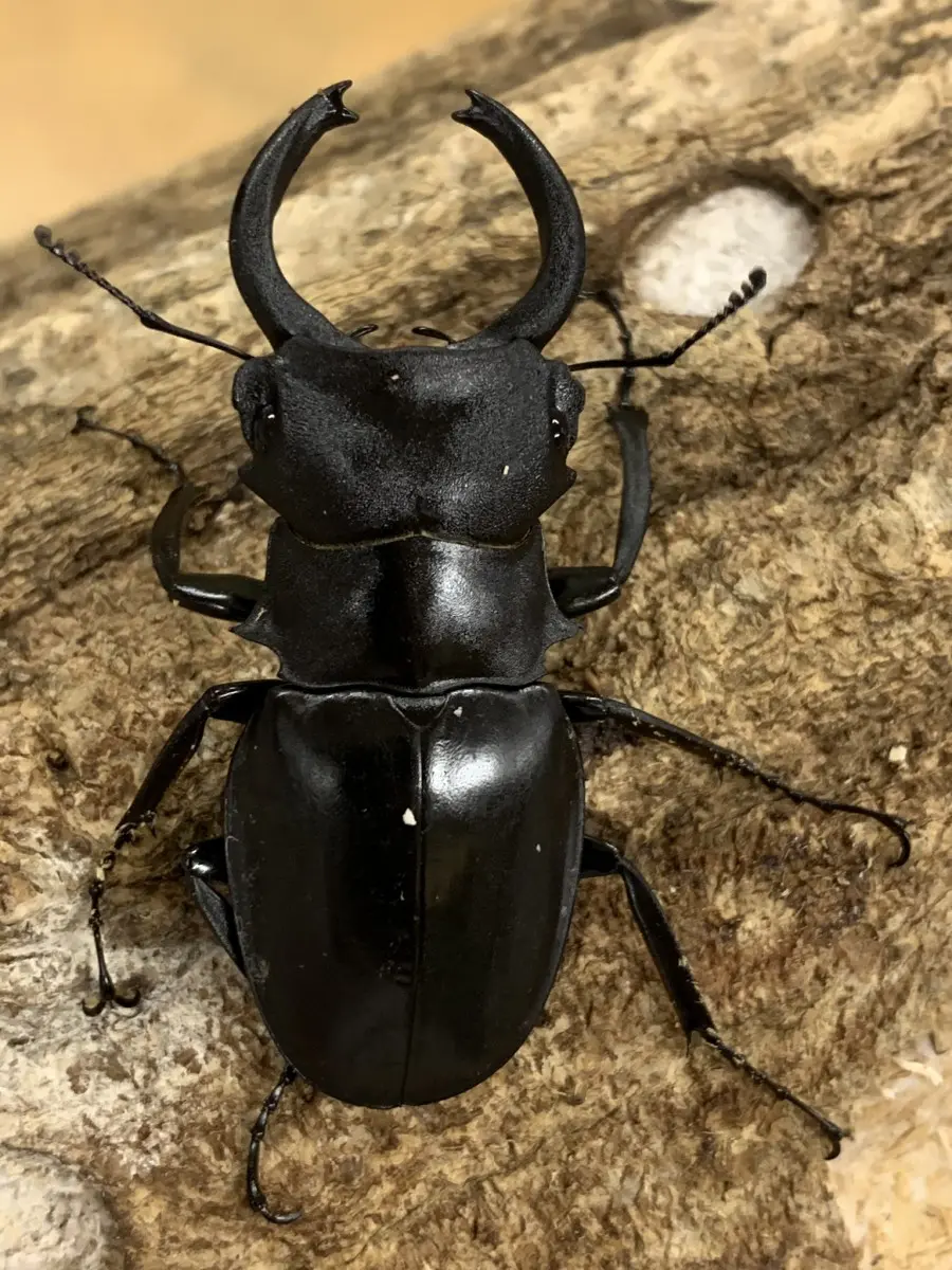 カメラツヤクワガタ WD 2♂1♀ - クワガタ横丁