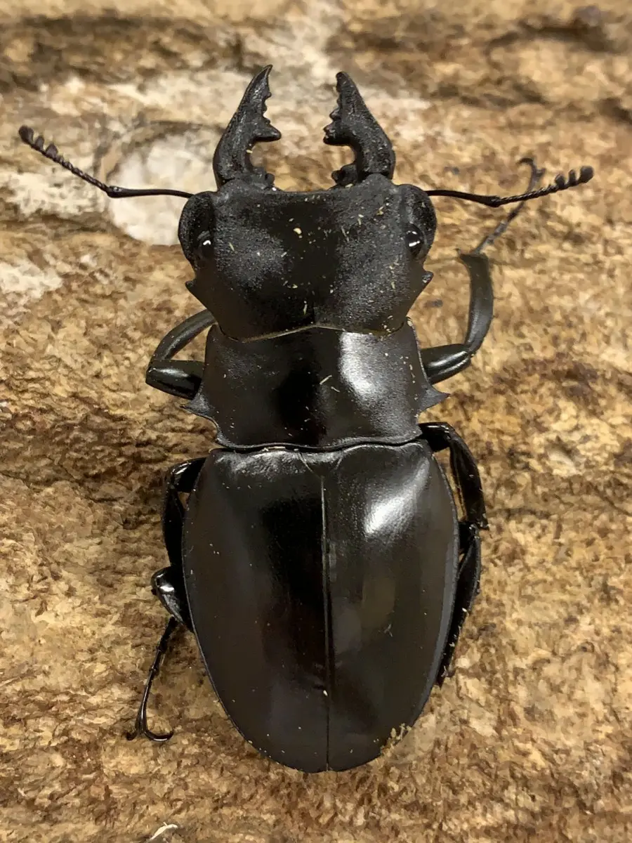 カメラツヤクワガタ WD 2♂1♀ - クワガタ横丁