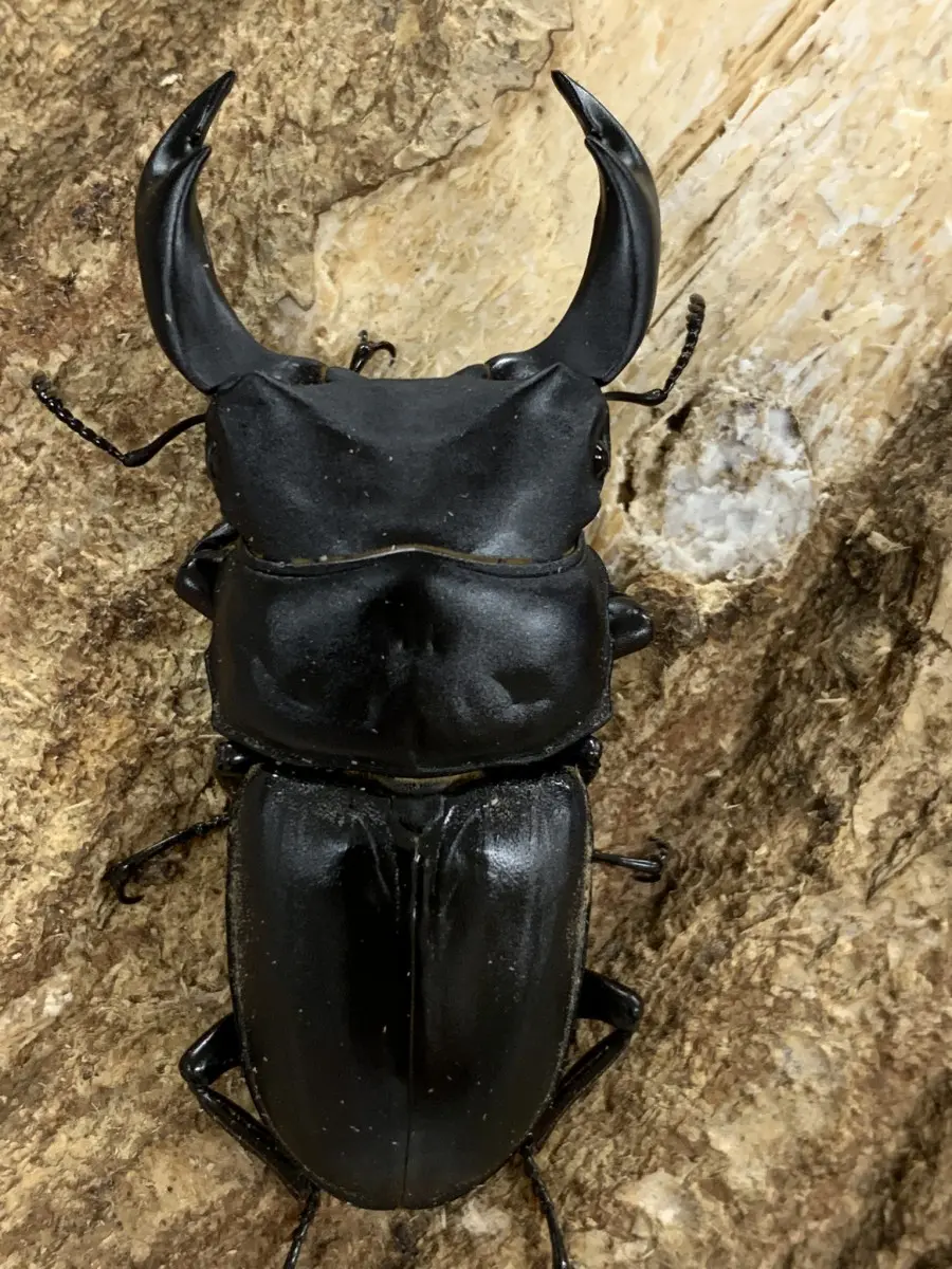 国産オオクワガタ 三重県津市 67ミリペア - クワガタ横丁