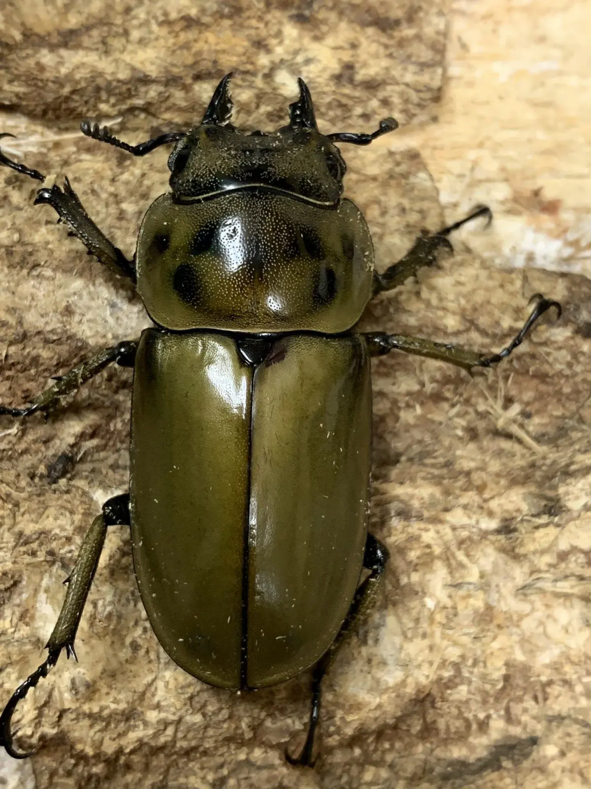 モセリオウゴンオニクワガタ　野外標本 モセリオウゴンオニクワガタ♂標本 - メルカリ