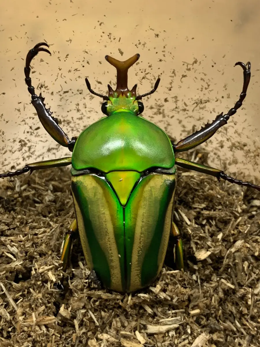 シュルツ（モルガン）サスマタカナブン 幼虫1頭 - クワガタ横丁