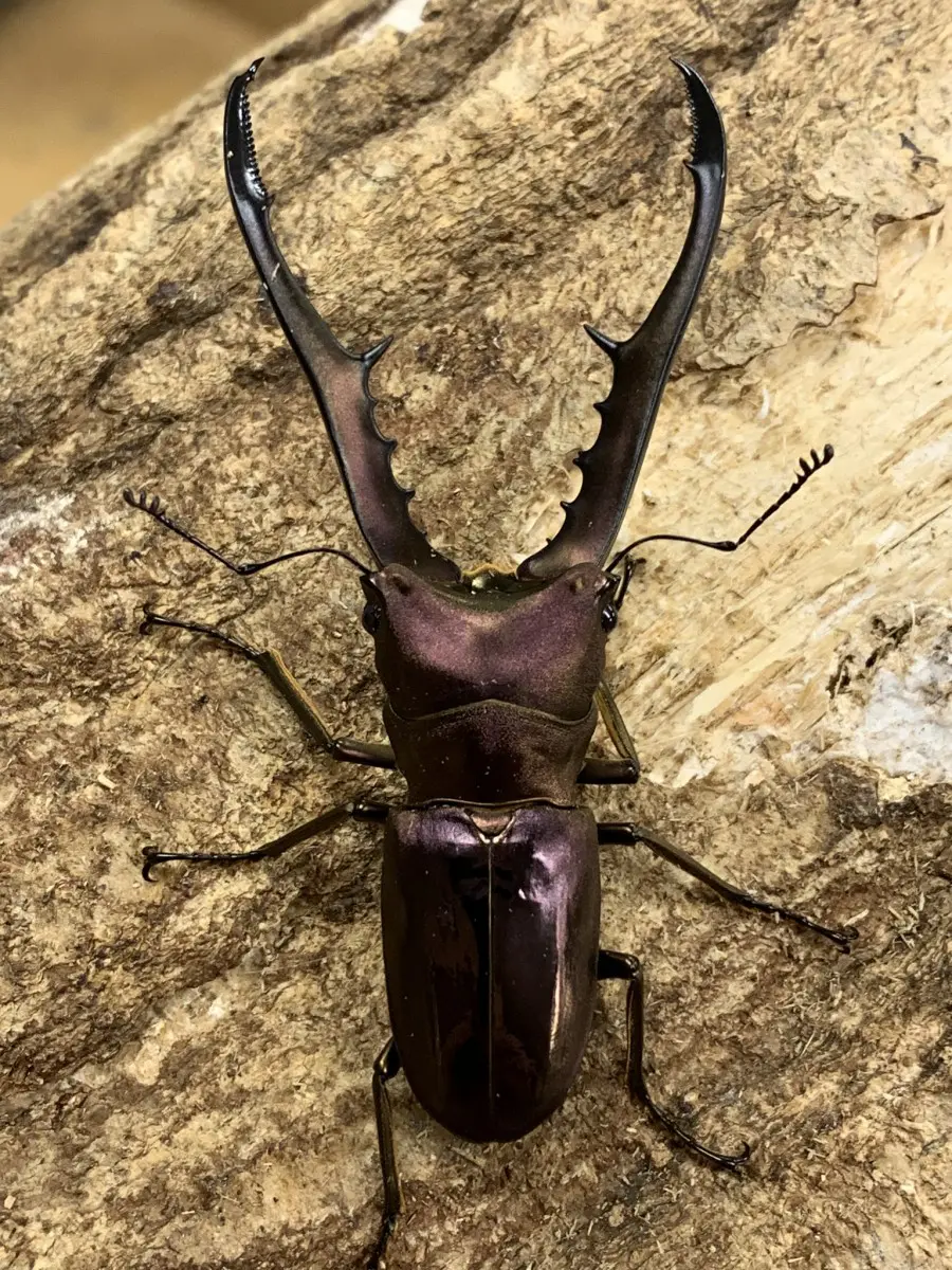 人気，SALE メタリフェルホソアカクワガタ(ペレン)パープル系♂2♀2