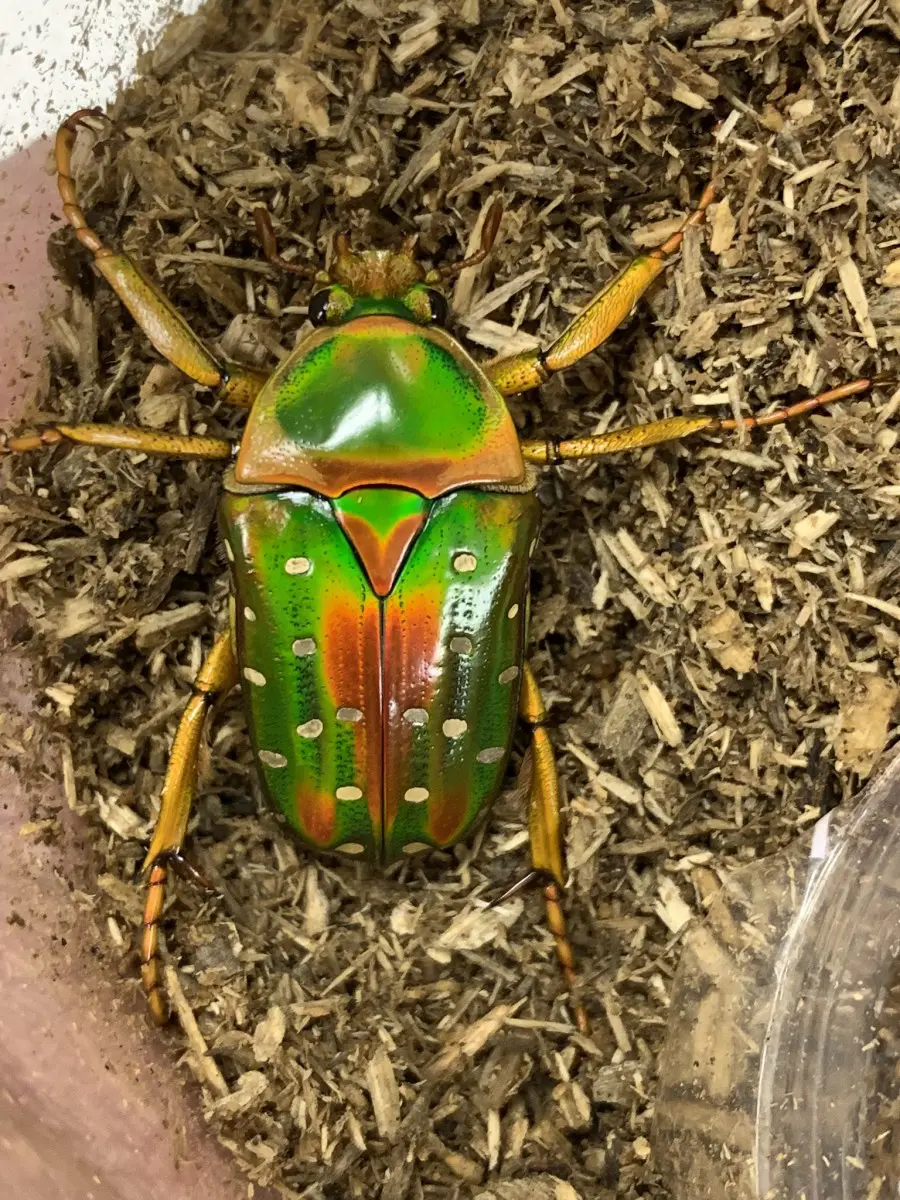 ニジイロカナブン WF1 サイズフリーペア - クワガタ横丁