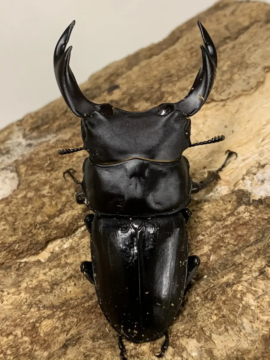 津山市 - クワガタ横丁