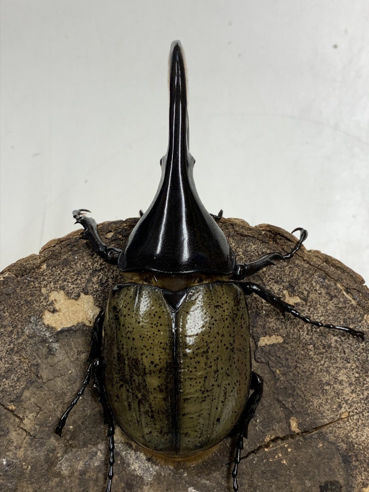 ヘラクレス ヘラクレス １１０ミリペア クワガタ横丁