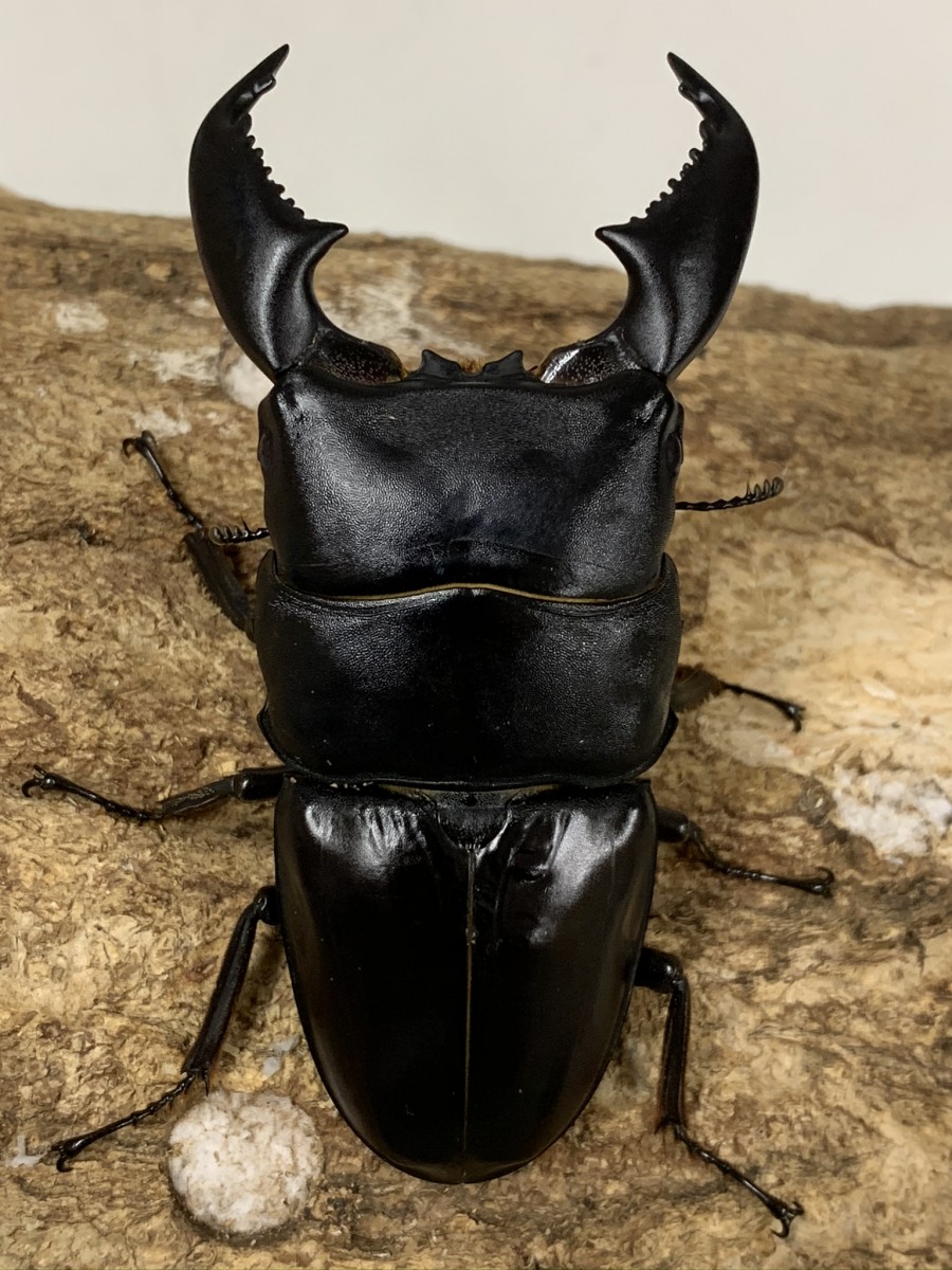 スマトラオオヒラタ アチェ ９５ミリペア クワガタ横丁