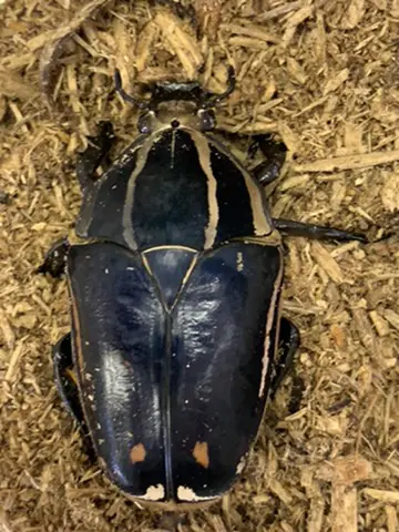 アオオビカタハリカナブン アオオビカタハリカナブン - メルカリ