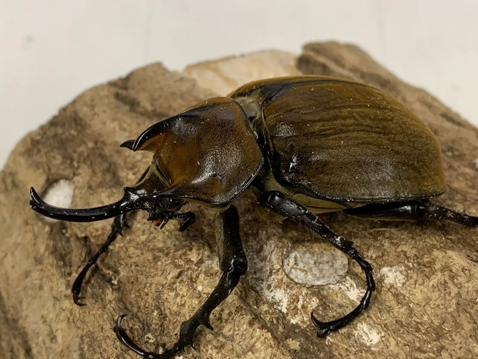 ギアスポリオンゾウカブト 85ミリペアA' - クワガタ横丁