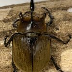 ブラジル産　ギヤスゾウカブト　94mm ブラジル産 ギヤスゾウカブト 94mm