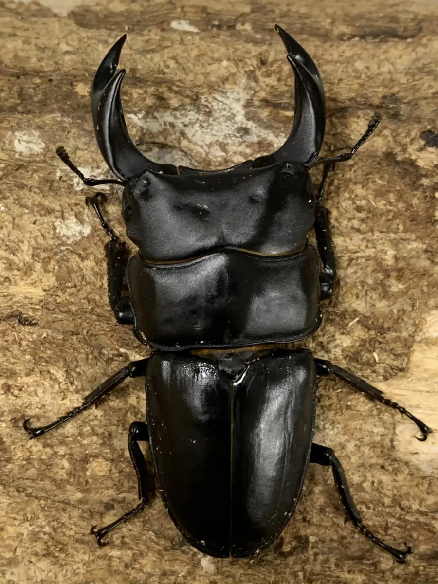 国産オオクワガタ 香川県 77ミリペア - クワガタ横丁