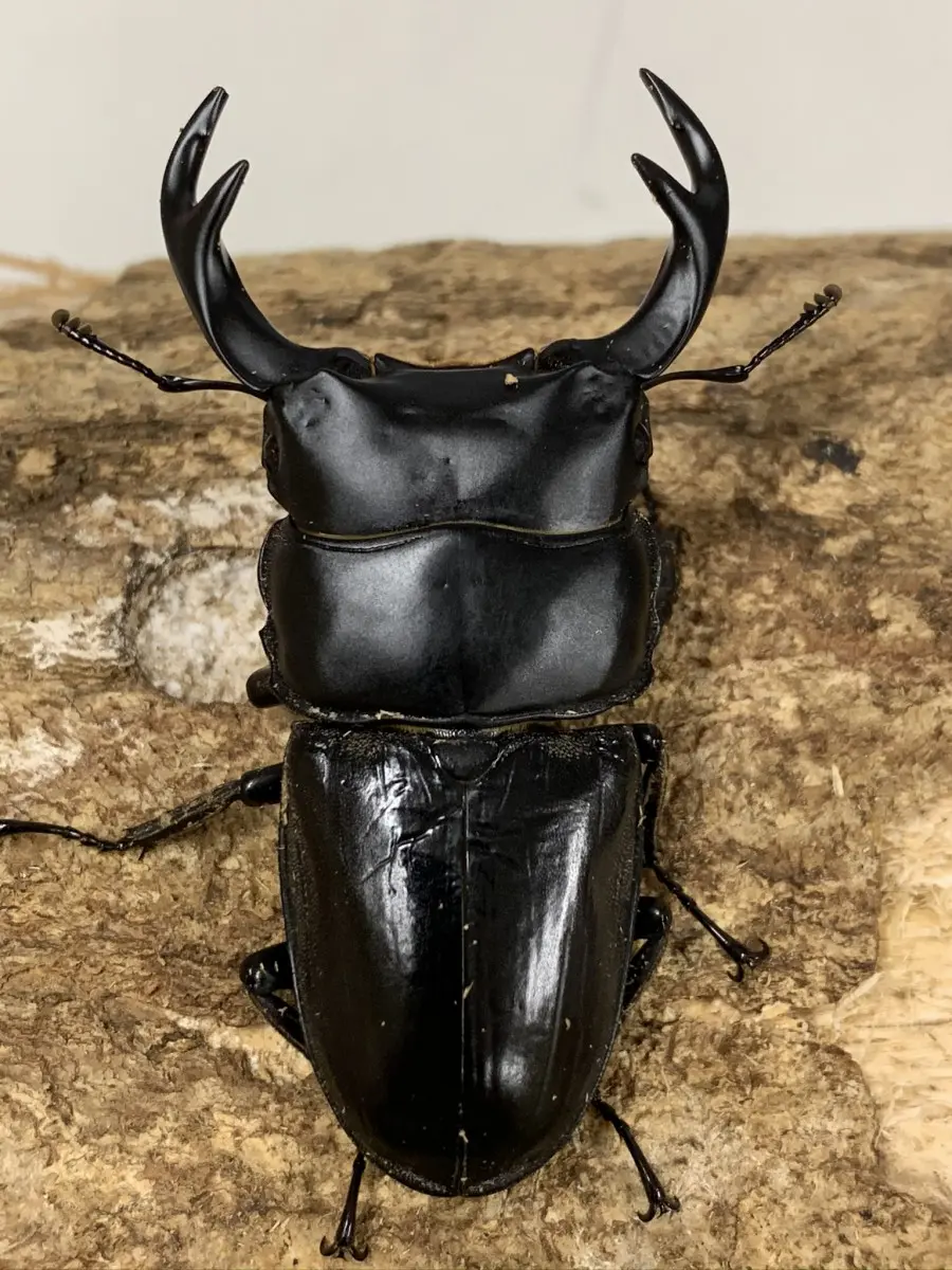 ラオス - クワガタ横丁