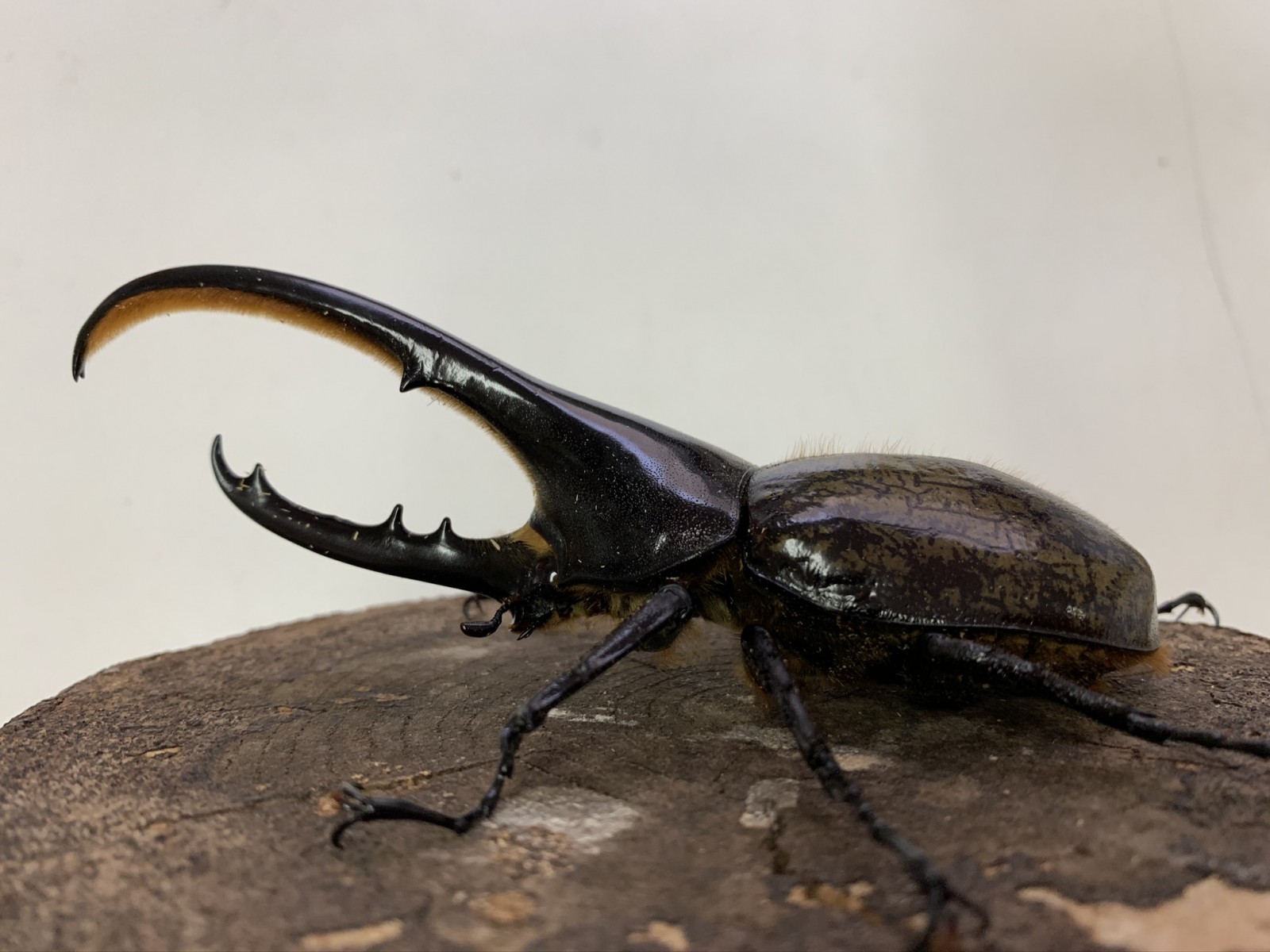ヘラクレス ヘラクレス １３０ミリ 単品 クワガタ横丁