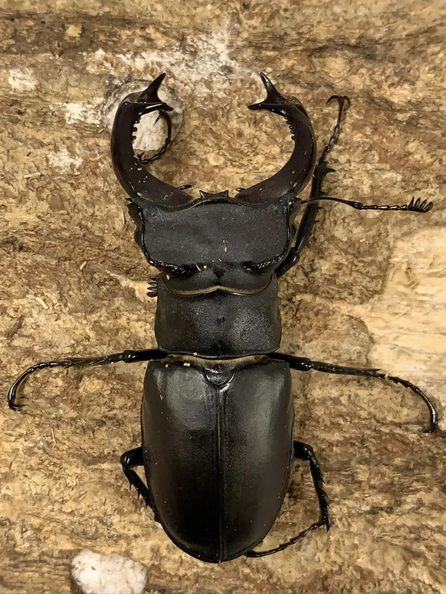 ユダイクスミヤマクワガタ 88mm ペア 標本 ユダイクスミヤマきました