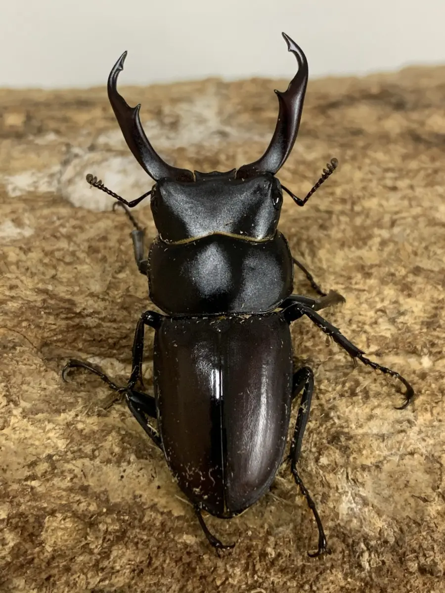 クワ品♡ トカラコクワ 諏訪之瀬島 44ミリペア - クワガタ横丁