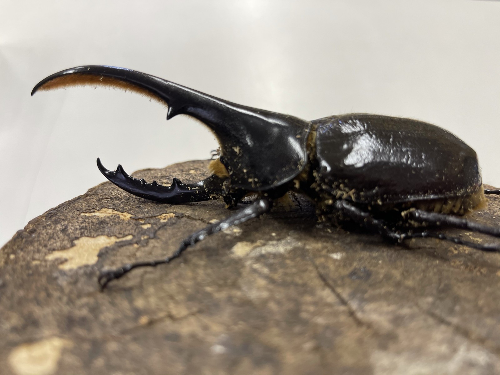 ヘラクレス ヘラクレス 124ミリペア クワガタ横丁 ヘラクレス ヘラクレス 124ミリペア クワガタ横丁