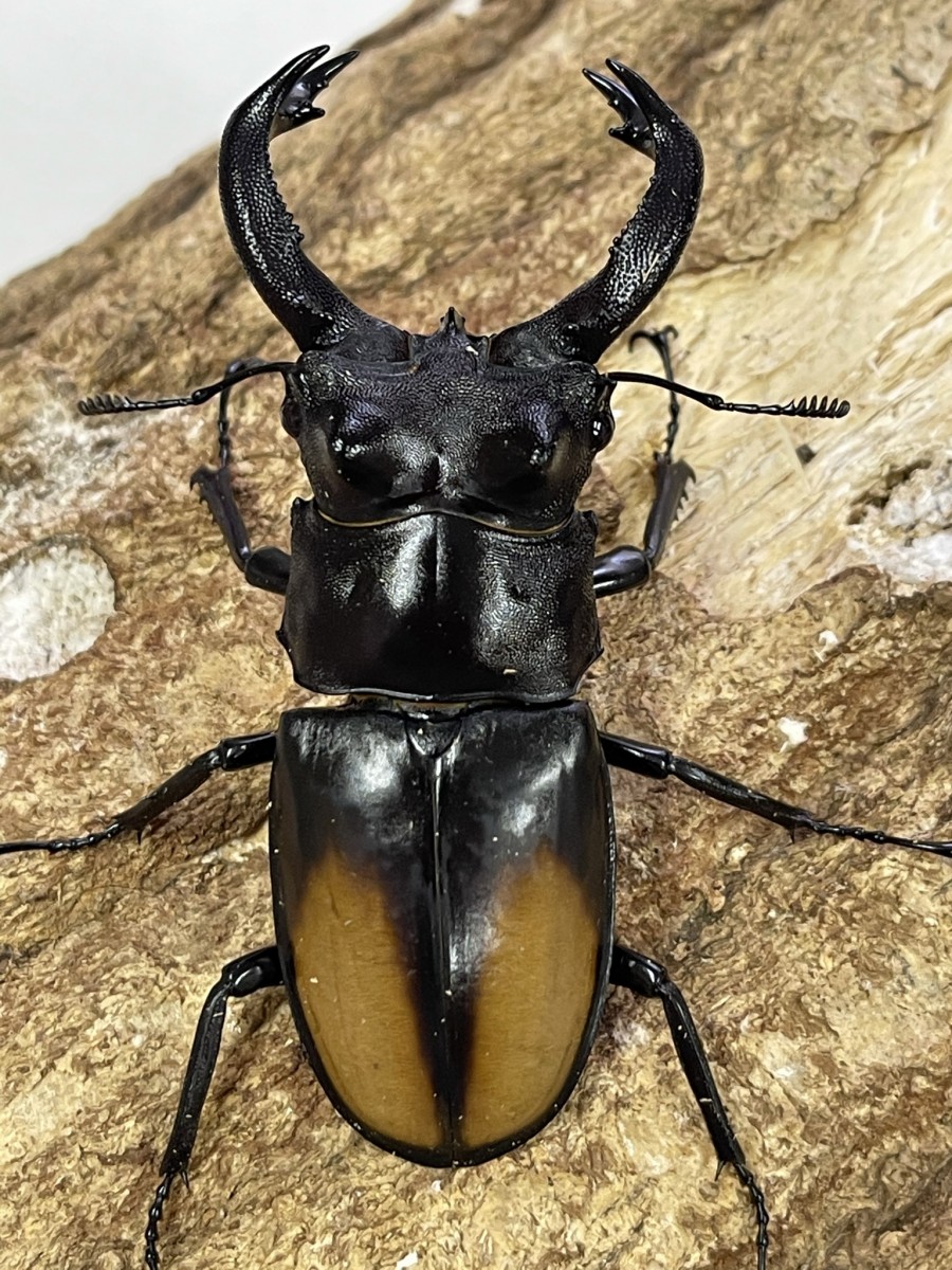 マンディブラリスフタマタクワガタ ♂106ミリ♀46ミリ・WD・成虫