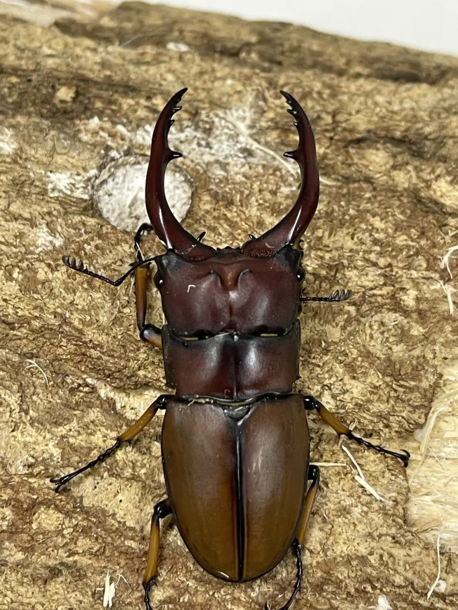 ホーム - クワガタ横丁