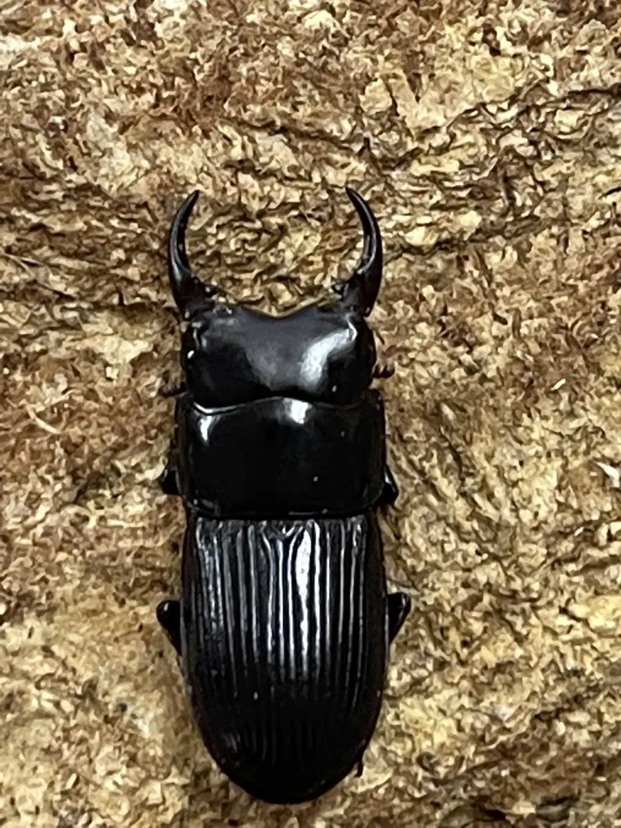 ヨナグニネブトクワガタ 21ミリ前後ペア - クワガタ横丁