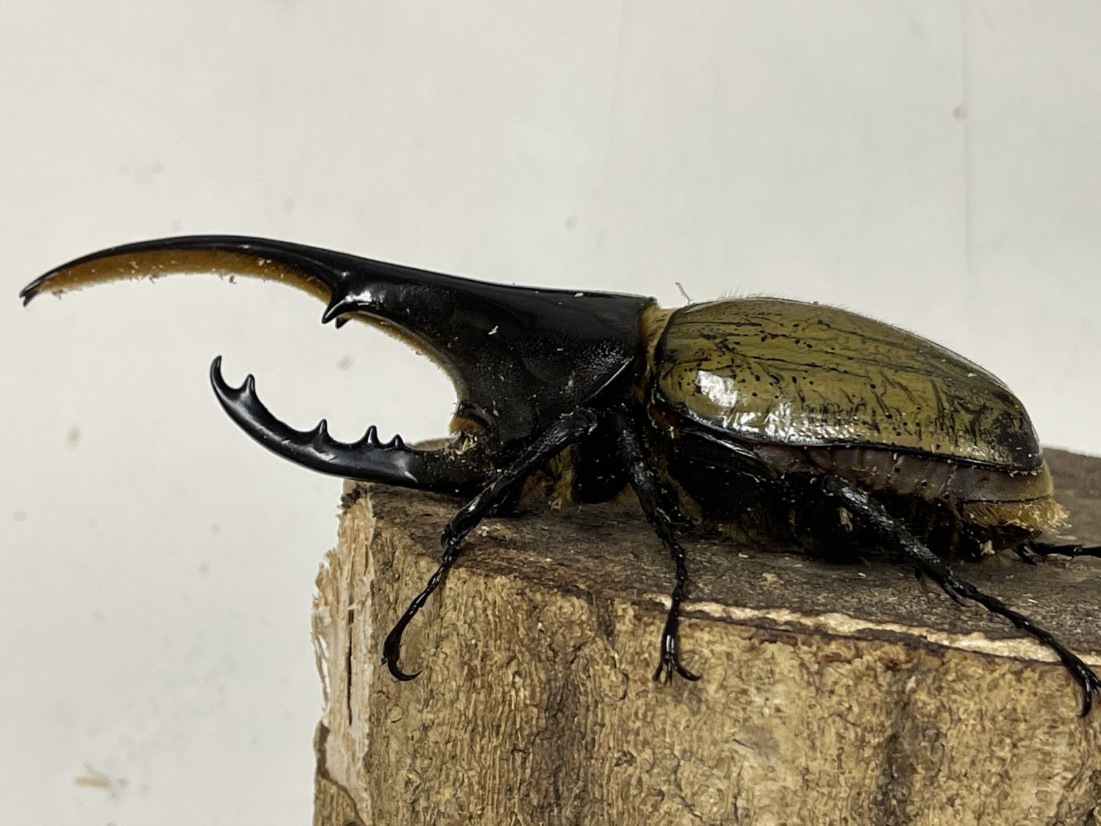 ヘラクレス ヘラクレス １４２ミリペア クワガタ横丁