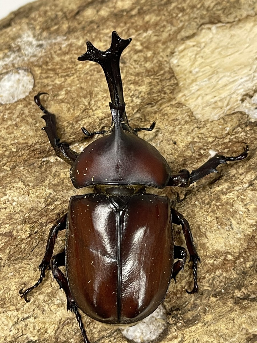 カブトムシ ７０ｕｐペア クワガタ横丁