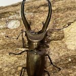 トルンカートスホソアカ WD 73ミリペア - クワガタ横丁