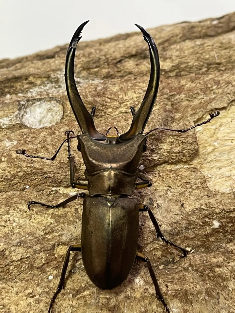 トルンカートスホソアカ WD 73ミリペア - クワガタ横丁