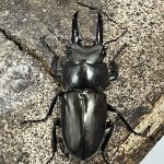 キンオニクワガタ 約35ミリ 野外品標本 オニクワガタ最大種! キンオニクワガタ ♂35～39mmUPペア 対馬産