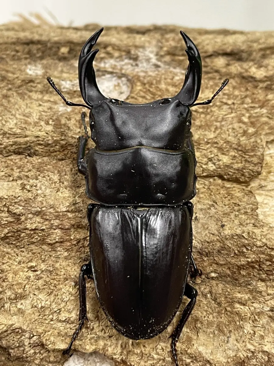 国産オオクワガタ 福島県伊南村 72ミリペア - クワガタ横丁