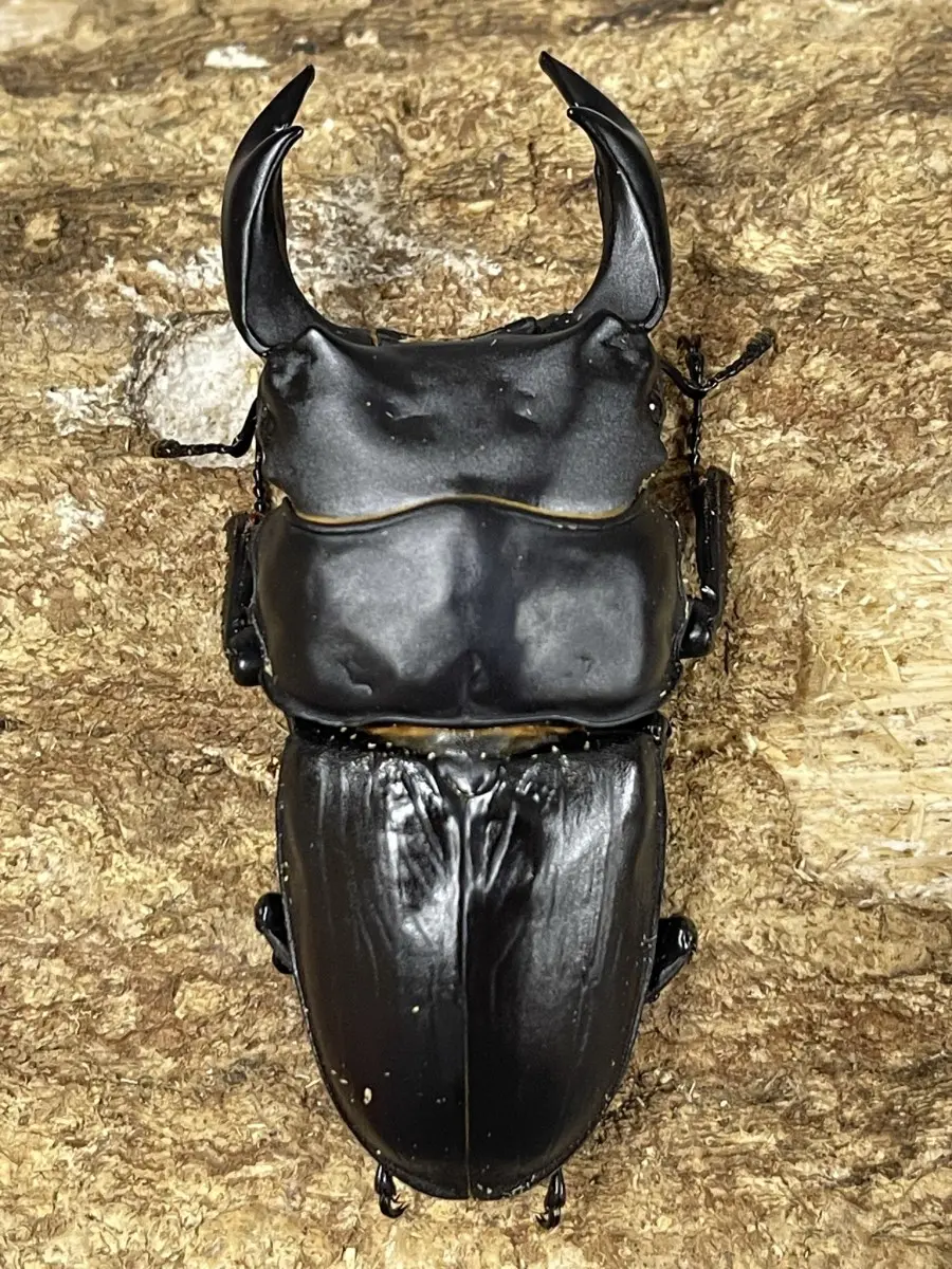 国産オオクワガタ 対馬 83ミリペア - クワガタ横丁