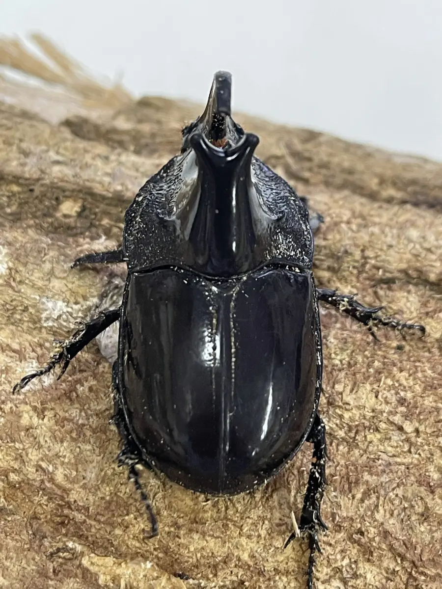 ※大型　オオツノメンガタカブト♂野外標本 515rFLiXb4L._UF350,350_QL50_.jpg