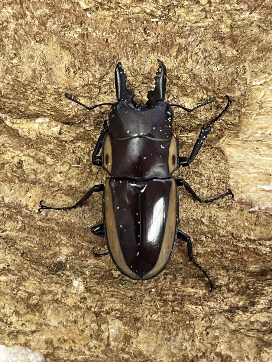 ビソンノコギリ 35UPペア クワガタ横丁