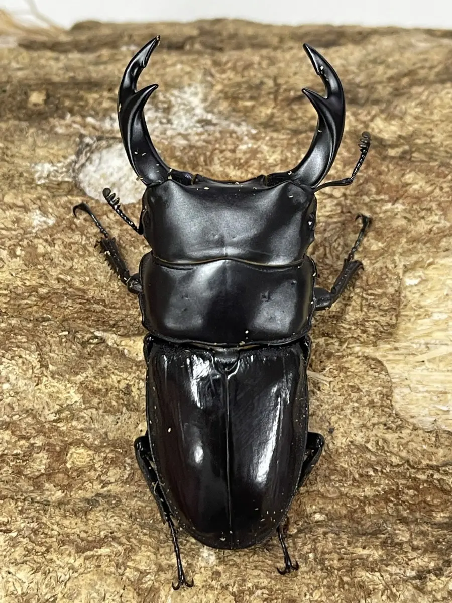 チベットタイマイ（1オス、中国/四川省） Yahoo!オークション - 蝶 標本 中国チベット産 チベットタイマイ