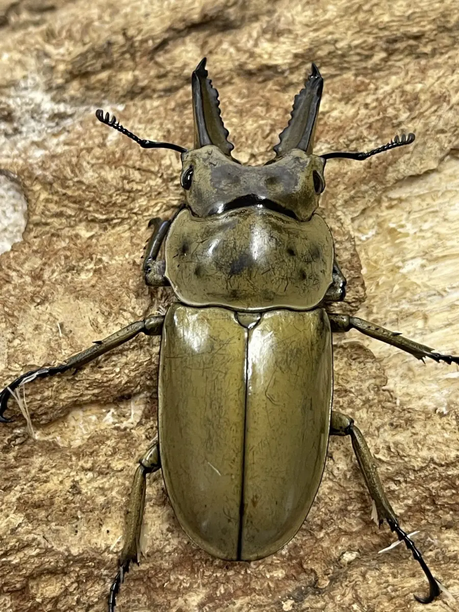 モセリオウゴンオニクワガタ ♂66ミリ♀46ミリ・(malaysia