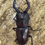 CHヤクシマノコギリ（屋久島）56ミリペア 21080404-150x150.jpg