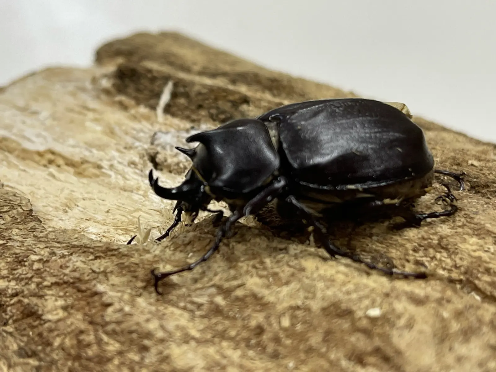 パチェコヒメゾウカブト 36ミリペア - クワガタ横丁