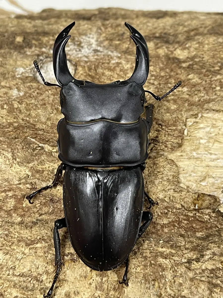 ★希少熊本産オオクワガタ★WILD♀持腹出し WF1個体 雄71mm 雌43mmペア 希少熊本産オオクワガタ生体☆天然WILD雌持腹出しWILD直仔 累代WF1個体