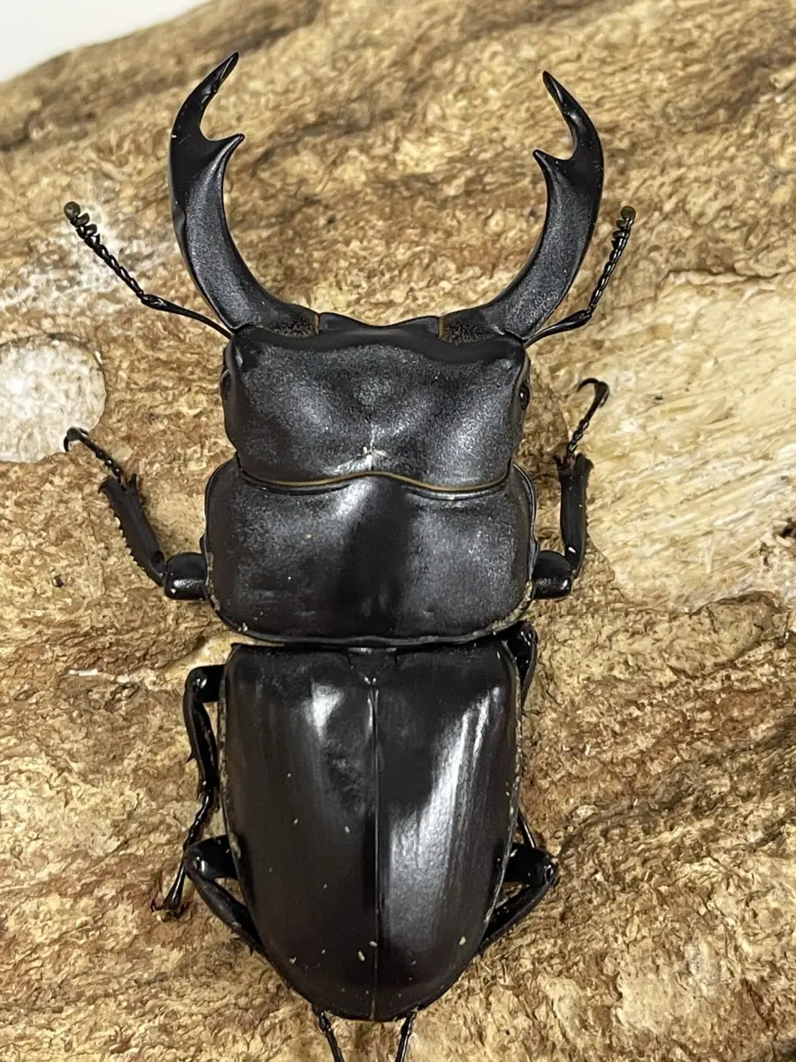 シェンクリングオオクワガタペア 標本 【公式通販】