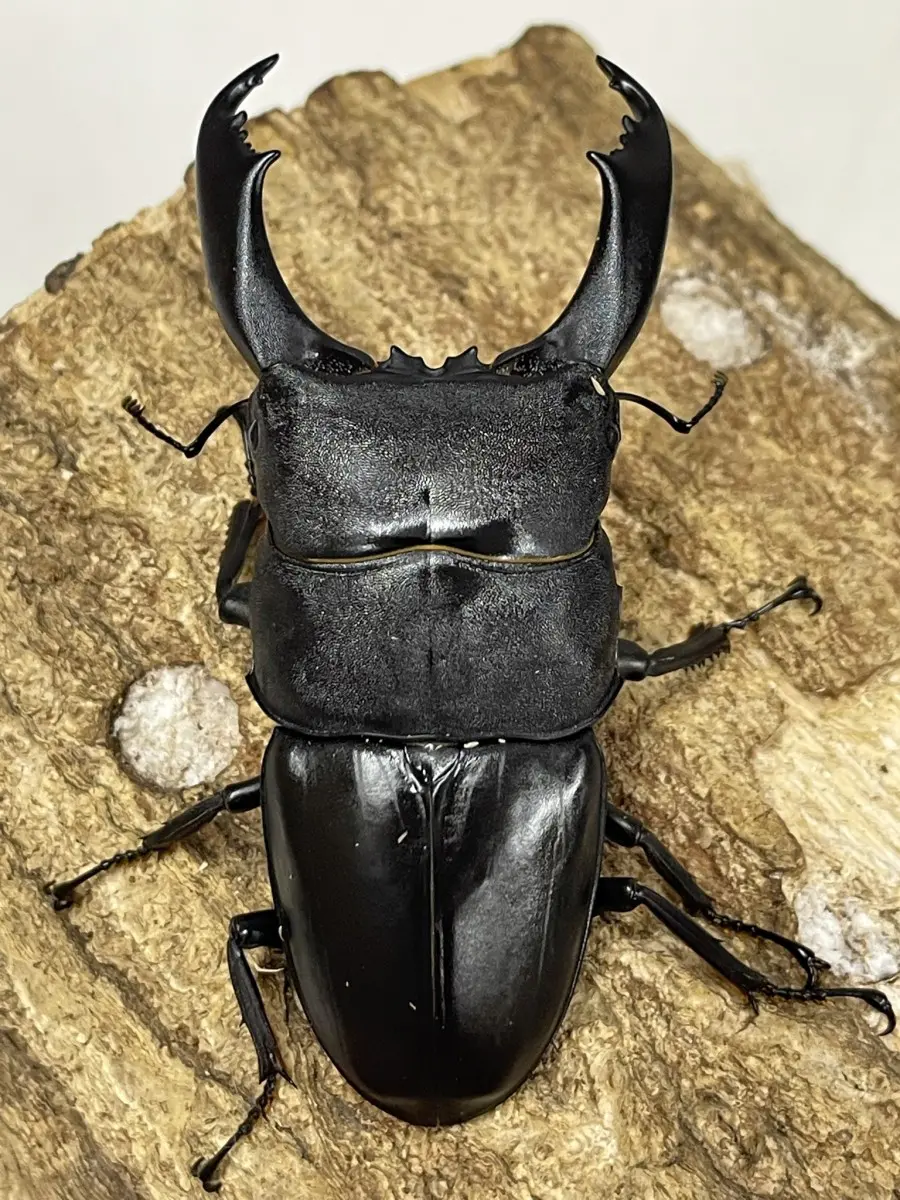 標本 テイオウヒラタ(カマリネス) 野外品 100ミリ ペット用品